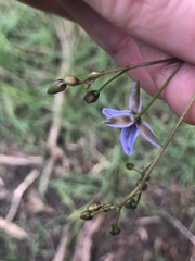 Dianella callicarpa