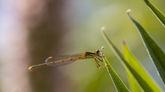 Austrolestes analis