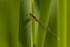 Austrolestes analis