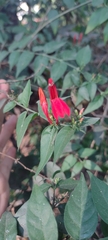 Justicia brasiliana