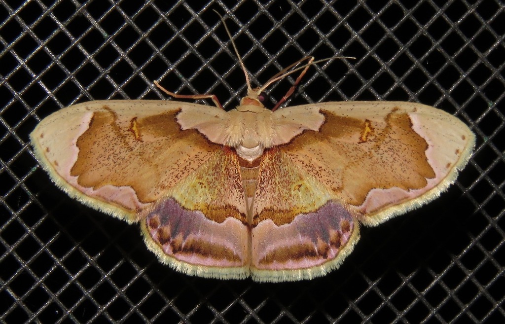 Leptostales admirabilis