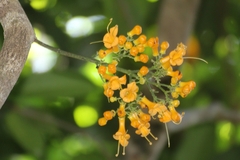 Oxera robusta