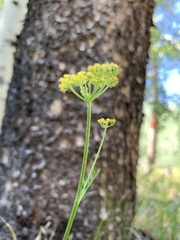 Harbouria trachypleura