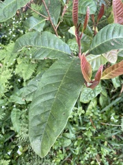 Quintinia verdonii