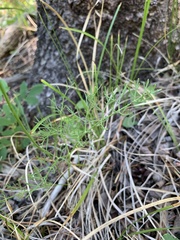 Harbouria trachypleura