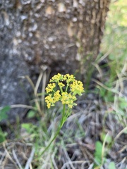 Harbouria trachypleura