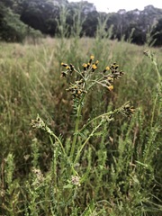 Senecio glomeratus longifructus