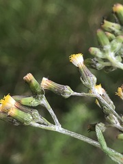 Senecio glomeratus longifructus