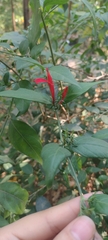 Justicia brasiliana