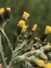 Senecio glomeratus longifructus