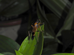 Ctenochares bicolorus