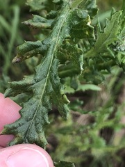 Senecio glomeratus longifructus