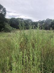 Senecio glomeratus longifructus
