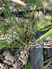 Harbouria trachypleura