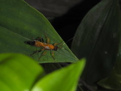 Ctenochares bicolorus