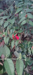 Justicia brasiliana