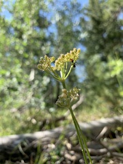 Harbouria trachypleura