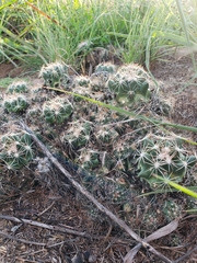 Escobaria missouriensis