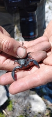 Opisthacanthus capensis