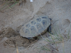 Malaclemys terrapin