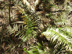 Telmatoblechnum indicum