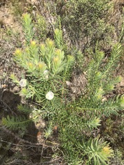 Leucadendron linifolium