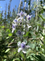 Delphinium × occidentale