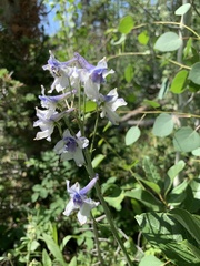 Delphinium × occidentale