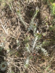Oedera fruticosa