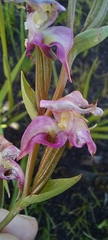 Disperis paludosa