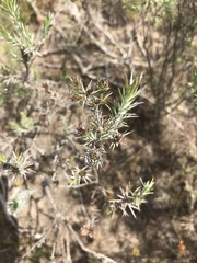 Oedera fruticosa