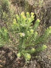 Leucadendron linifolium