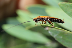 Ellipsidion humerale