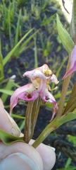 Disperis paludosa