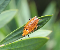 Ellipsidion humerale