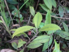 Ardisia villosa