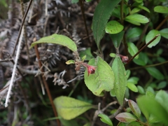 Ardisia villosa