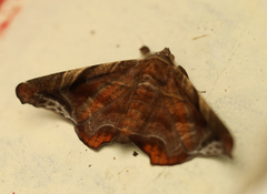 Episparis tortuosalis