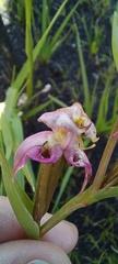 Disperis paludosa
