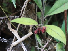 Ardisia villosa