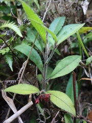 Ardisia villosa