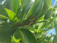 Papilio aegeus