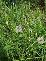 Hypochaeris albiflora