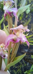 Disperis paludosa