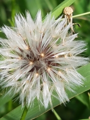 Hypochaeris albiflora