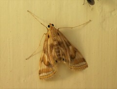 Eoophyla