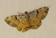 Monocerotesa strigata