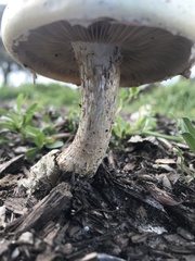Agrocybe