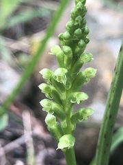 Microtis unifolia
