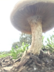 Agrocybe